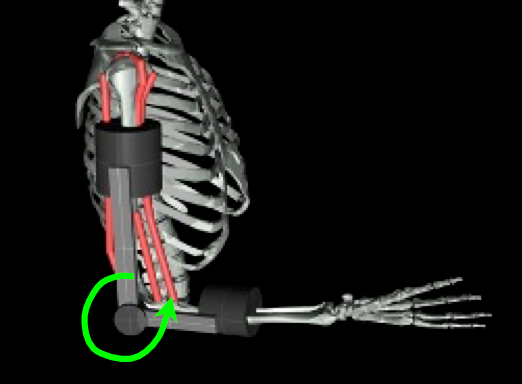 elbow exoskeleton myosuite myoassist